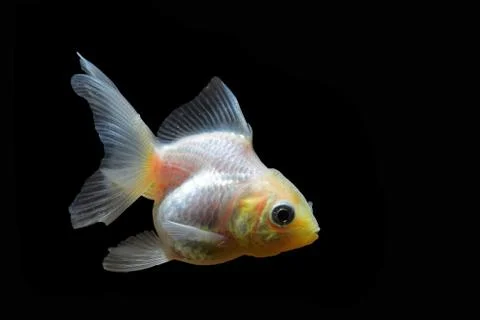 Goldfish Stock Photos