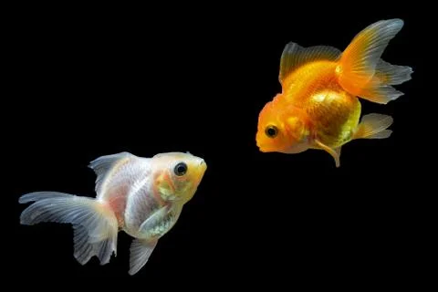 Goldfish Stock Photos