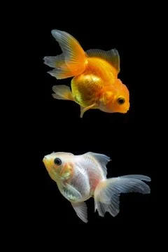 Goldfish Stock Photos