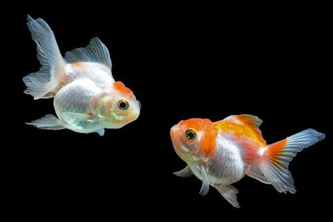 Goldfish Stock Photos