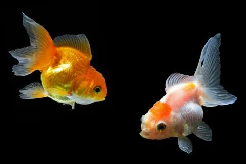 Goldfish Stock Photos