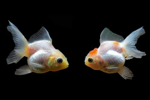 Goldfish Stock Photos