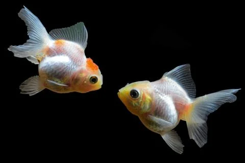 Goldfish Stock Photos