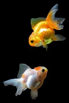 Goldfish Stock Photos