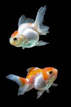 Goldfish Stock Photos