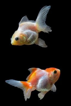 Goldfish Stock Photos