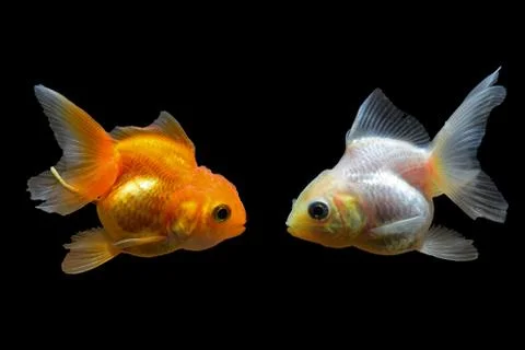 Goldfish Stock Photos