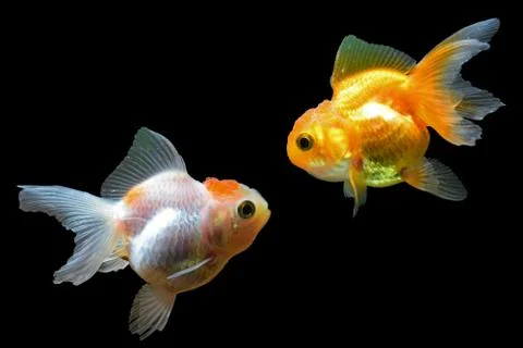 Goldfish Stock Photos