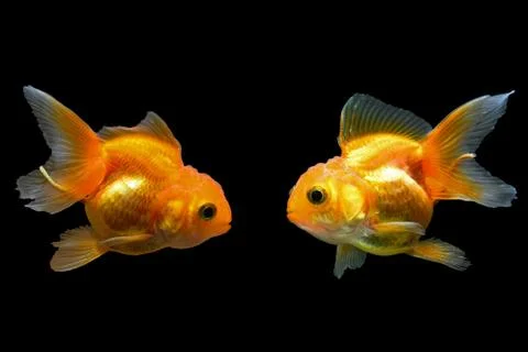 Goldfish Stock Photos