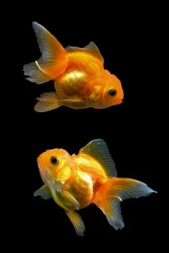 Goldfish Stock Photos