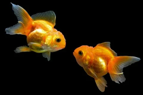 Goldfish Stock Photos