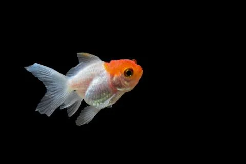 Goldfish Stock Photos