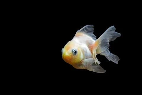 Goldfish Stock Photos