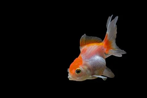 Goldfish Stock Photos