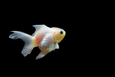 Goldfish Stock Photos