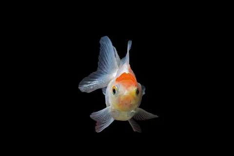 Goldfish Stock Photos