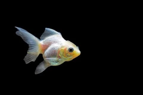 Goldfish Stock Photos