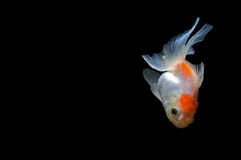 Goldfish Stock Photos