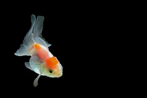 Goldfish Stock Photos