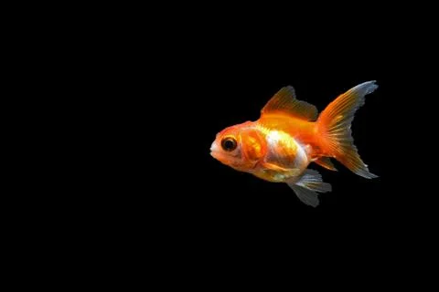Goldfish Stock Photos