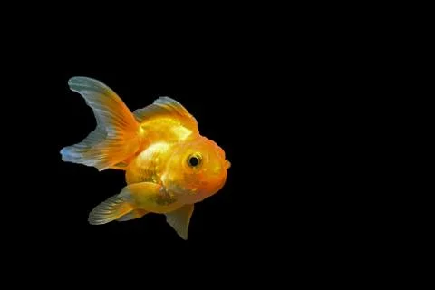 Goldfish Stock Photos