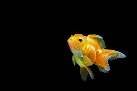 Goldfish Stock Photos