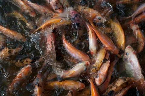 Goldfish Fotos Stock