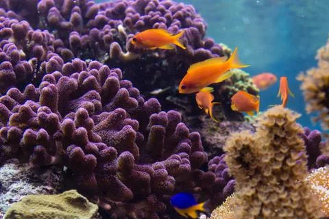 Goldfish Stock Photos