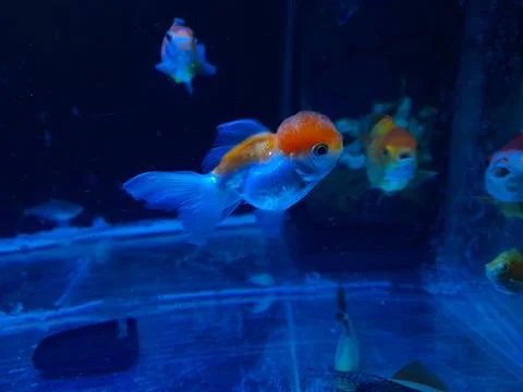 Goldfish 库存照片