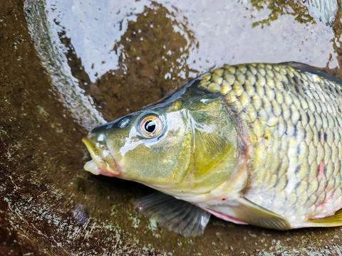Goldfish Stock Photos