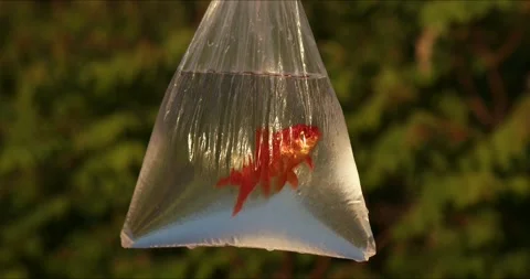 Goldfish in a plastic bag against the background of the setting sun. A goldfish Stock Footage 242784401