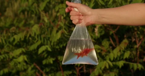 Goldfish in a plastic bag against the background of the setting sun. A goldfish Stock Footage 242784422