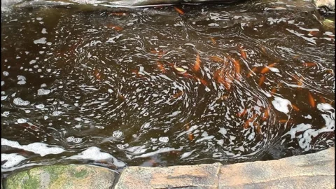Goldfish pond with bubble water from stone waterfall fountain Stock Footage 344037963
