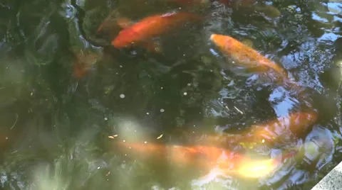 Goldfish in a pond Stock Footage 36604802