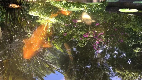 Goldfish in a pond Vídeos de archivo 105952454