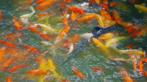 Goldfish in a pond Stock Footage 152943772