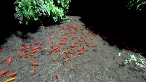 Goldfish in a pond Stock Footage 159168320