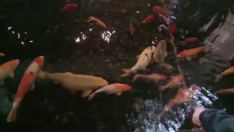 Goldfish in the Pond Stock Footage 182043830