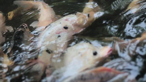 Goldfish in a pond Stock Footage 263010725