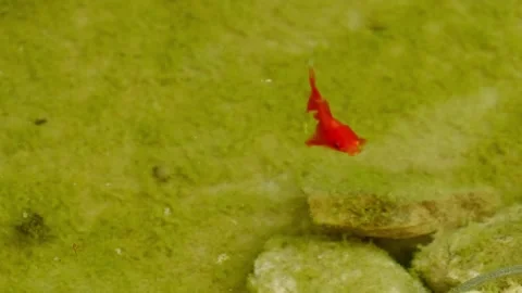 Goldfish in the pond Stock Footage 266990361