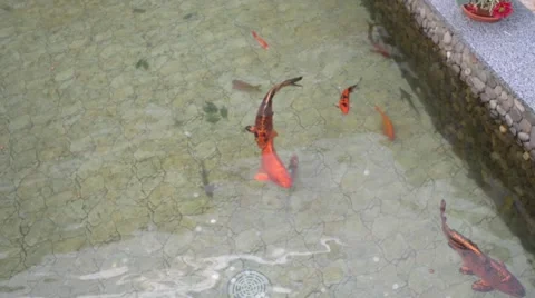 Goldfish in the pool Stock Footage 58481912