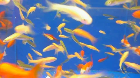 Goldfish Population Stock Footage 10831835