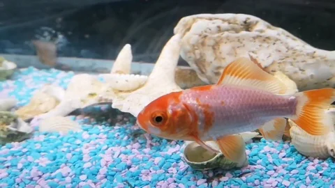 Goldfish slowmo 스톡 동영상 99590661