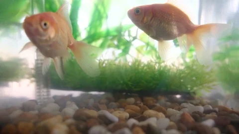 Goldfish in small fish tank Stock Footage 117330056