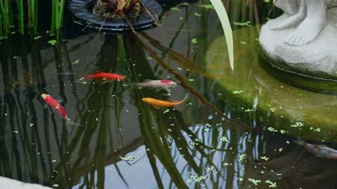 Goldfish in small pond Stock Footage 160762597