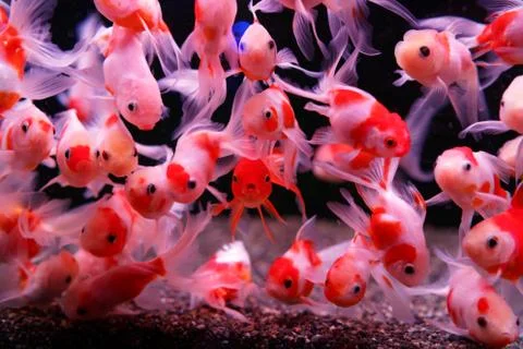 A goldfish staring at here Stock Photos