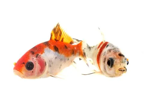 Goldfish in studio Foto stock