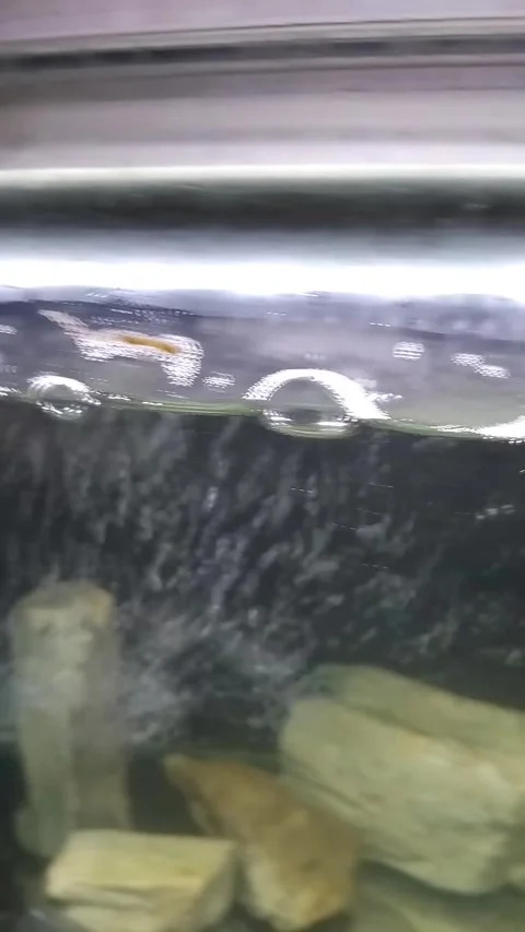 Goldfish Swim in the Aquarium Stock Footage 342000480