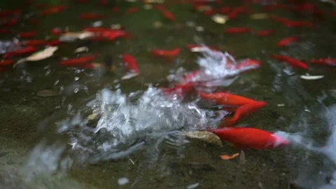 Goldfish swim in the pond Video stock 264263979