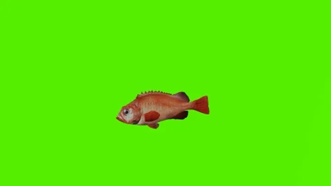 Goldfish swimming from the angle of armpit and back Stock Footage 246731065